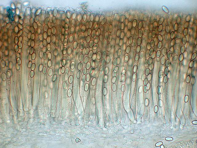 Alla ricerca della spugnola acuminata